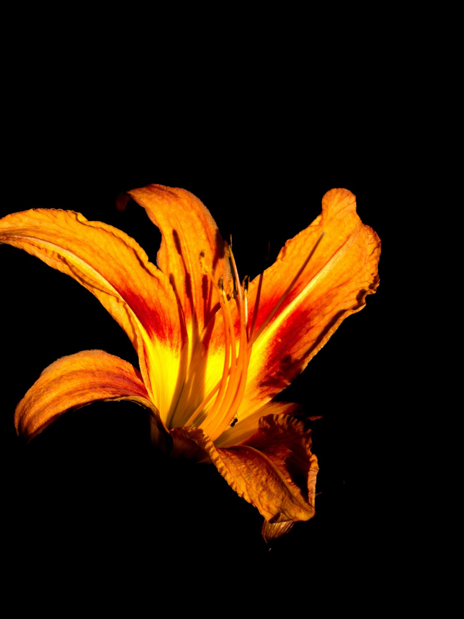 Orange lily flower illuminated against a black background